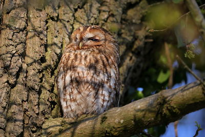 Close-up of owl perching on tree