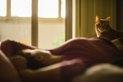 Close-up portrait of cat relaxing on bed at home