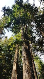 Low angle view of tree