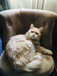 Cat sitting on sofa at home