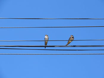 Low angle view of bird perching on cable