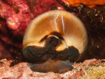 Close-up of turtle in sea