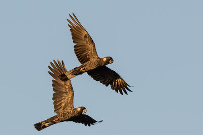 Low angle view of eagle flying against clear sky