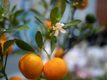 Close-up of orange fruit growing on plant