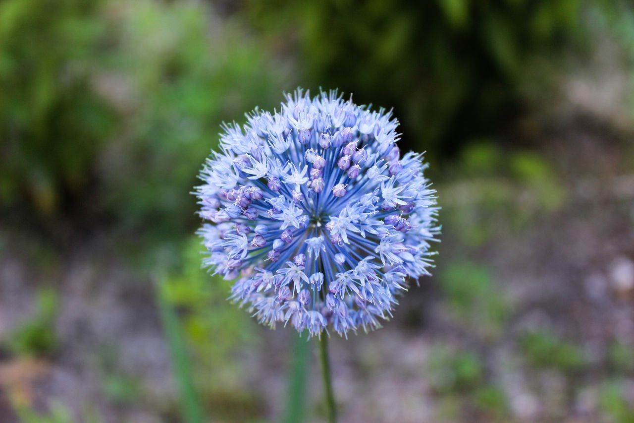 flower, purple, fragility, freshness, growth, focus on foreground, flower head, close-up, petal, beauty in nature, blooming, nature, plant, in bloom, single flower, outdoors, day, blossom, selective focus, no people