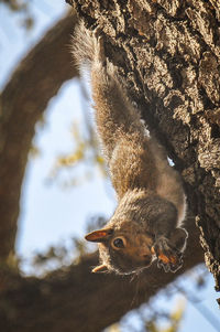 Low angle view of squirrel on tree trunk