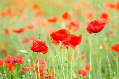 Close-up of red poppy flowers in field