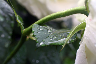 Close-up of wet plant leaves during rainy season