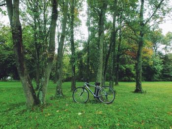 Trees on grassy field