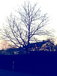 Low angle view of bare trees against the sky