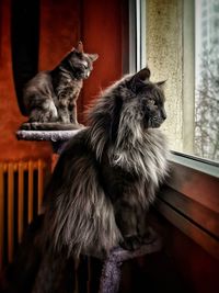 Cats sitting on window at home