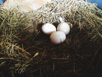 High angle view of eggs in nest
