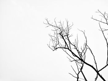 Low angle view of bare tree against clear sky