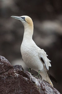 Northern gannet, bass rock colony, scotland