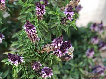 Close-up of purple flowering plants