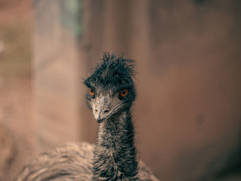 Close-up of a bird