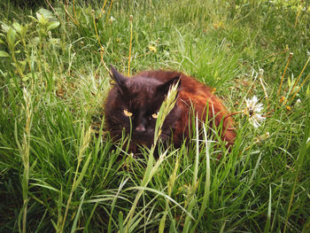 Portrait of a cat on grass