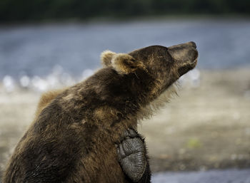 Close-up of bear 