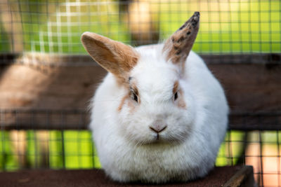 Portrait of white rabbit