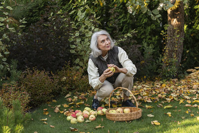 Senior woman picking apples in a basket in garden