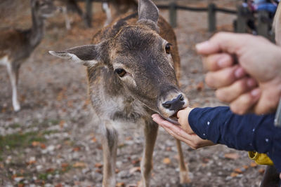 Midsection of man feeding outdoors