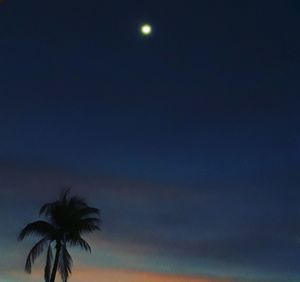 Low angle view of silhouette coconut palm tree against sky at night