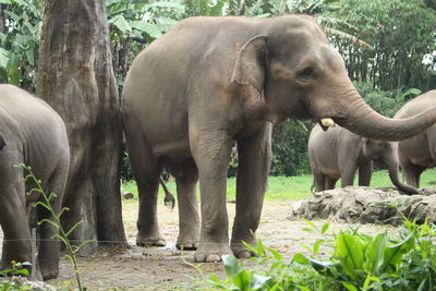 View of elephant in field