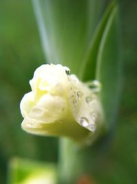 Close-up of white flowers