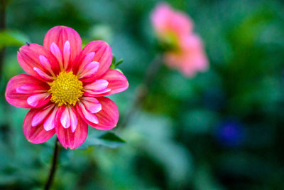 Close-up of pink flower