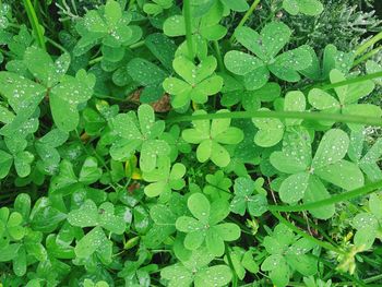 High angle view of raindrops on leaves