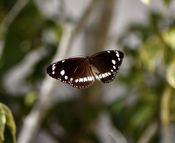 Close-up of butterfly on flower