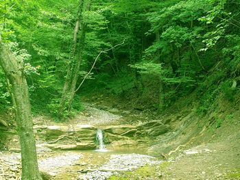 Scenic view of forest