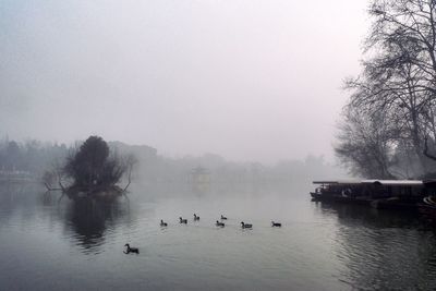 Swans swimming in lake during foggy weather
