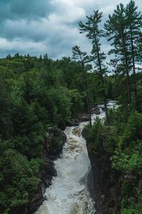 River flowing amidst trees in forest against sky