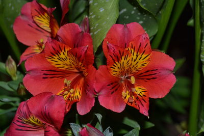 Close-up of red flowering plant