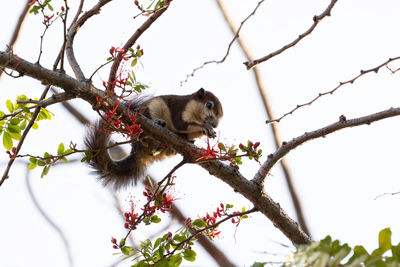 Low angle view of squirrel perching on a tree