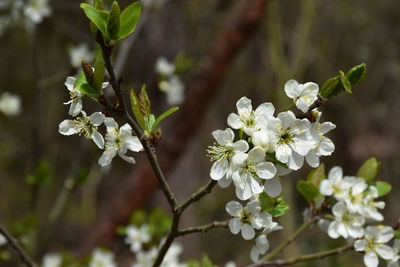 Close-up of white cherry blossom on tree