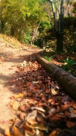 Fallen leaves in forest