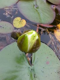 Close-up of vegetables