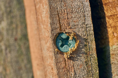 Close-up of rusty metal on tree trunk