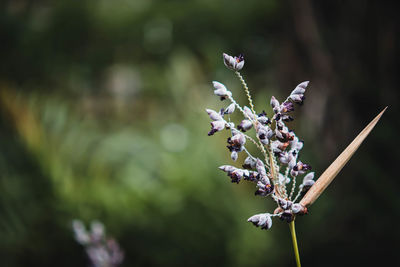 Close-up of purple flower buds