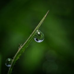 Close-up of water drop on plant