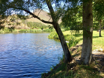 Scenic view of lake in forest