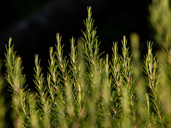 Close-up of stalks in field