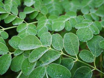 Close-up of wet plant