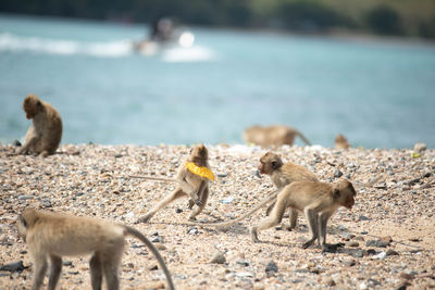 Monkeys on beach