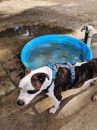 High angle view of dog by swimming pool