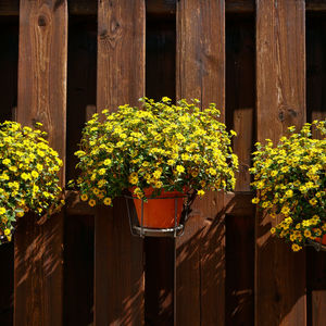 Close-up of flowering plants by fence against building