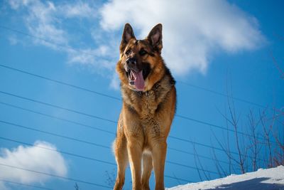 Dog looking away against sky