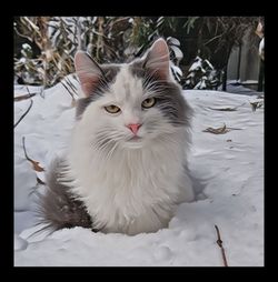 Close-up portrait of cat